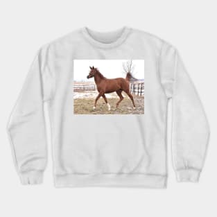 Verrazano filly Crewneck Sweatshirt